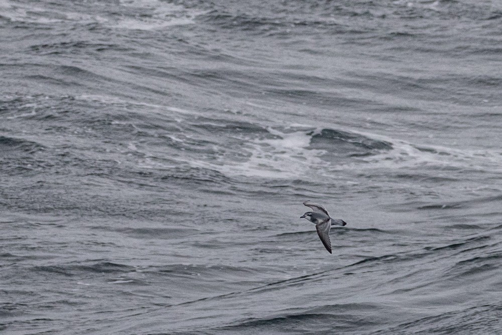 Antarctic Prion - Denis Corbeil