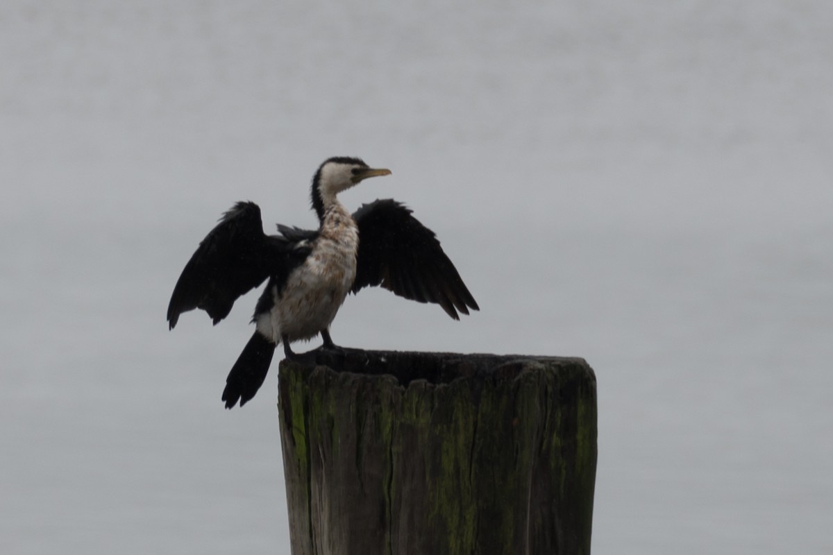 Little Pied Cormorant - ML617540332