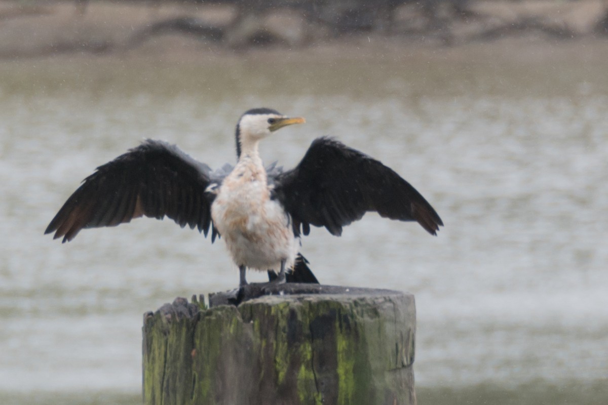 Little Pied Cormorant - Ashok Kolluru