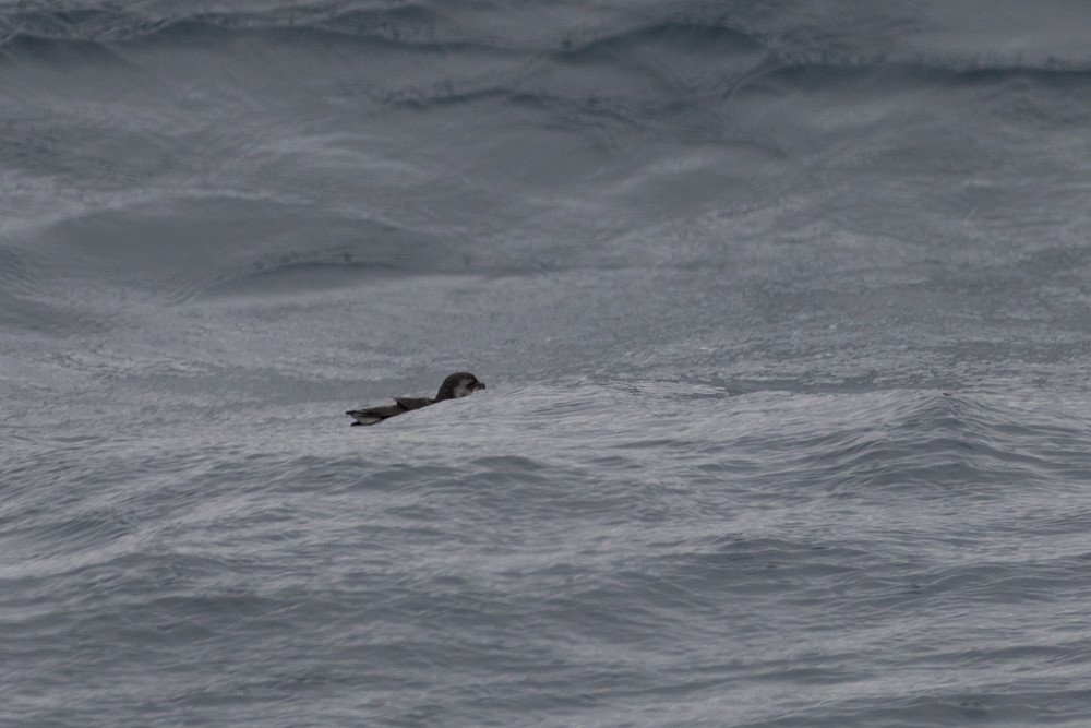 South Georgia Diving-Petrel - Denis Corbeil