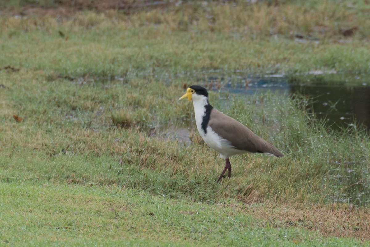 Masked Lapwing - ML617540339