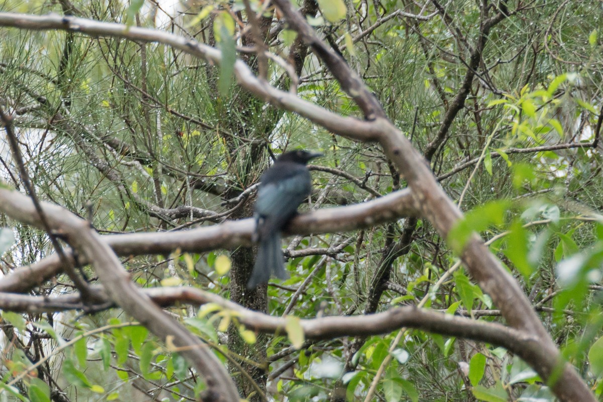 Spangled Drongo - ML617540361