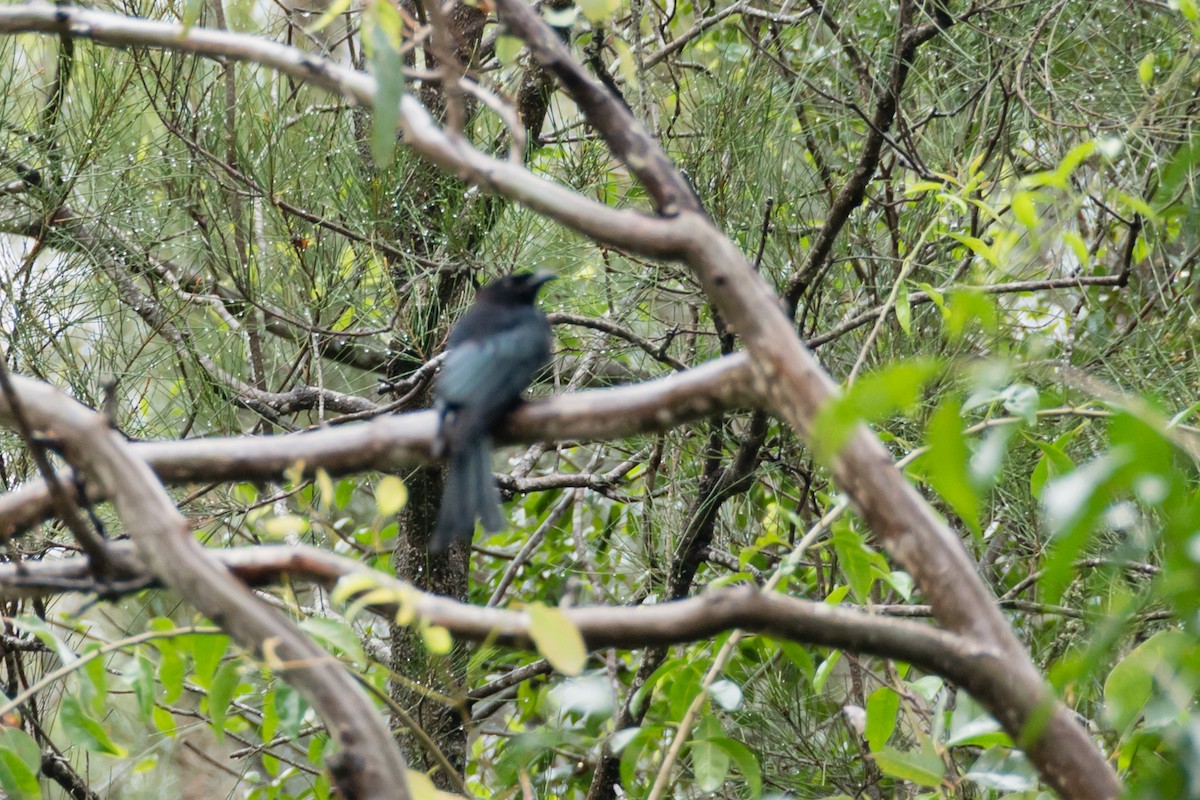 Spangled Drongo - ML617540362