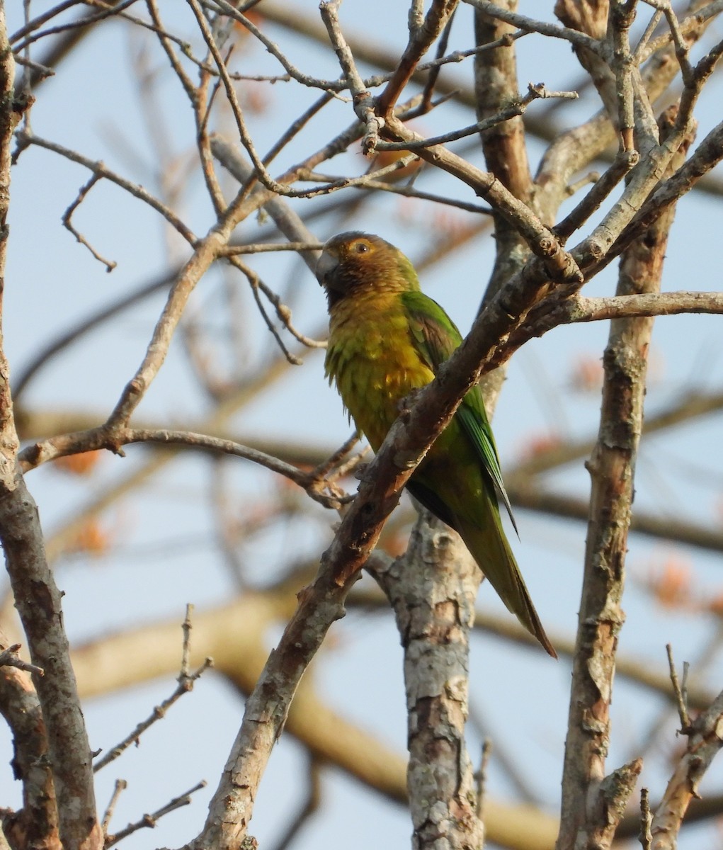 Brown-throated Parakeet - Manuel Pérez R.