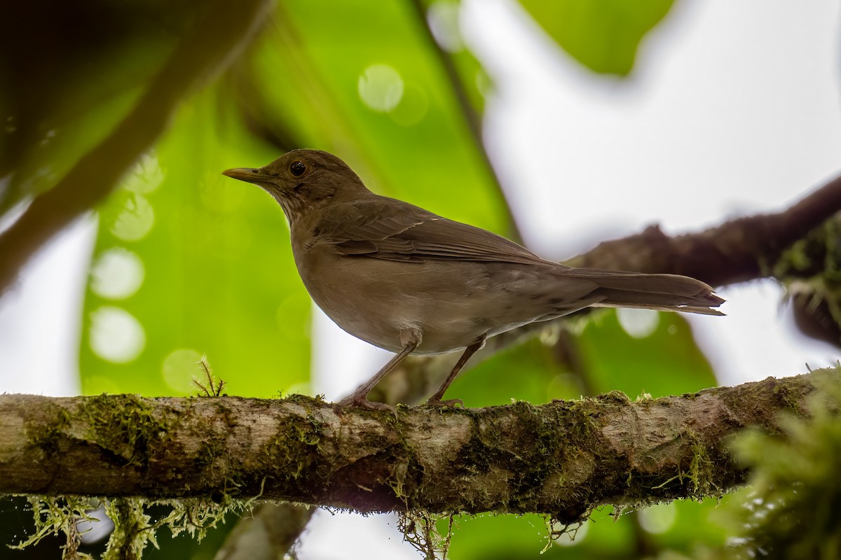 Ecuadorian Thrush - ML617540373