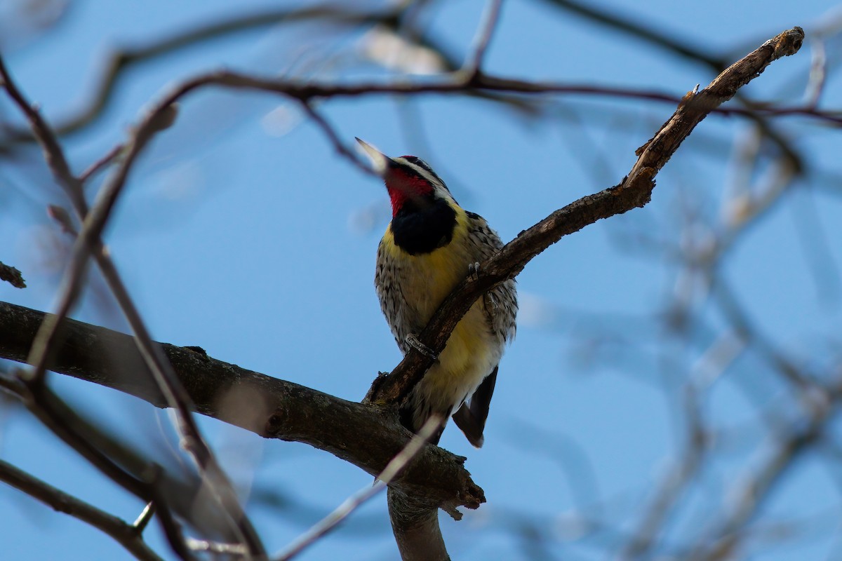 Yellow-bellied Sapsucker - ML617540375