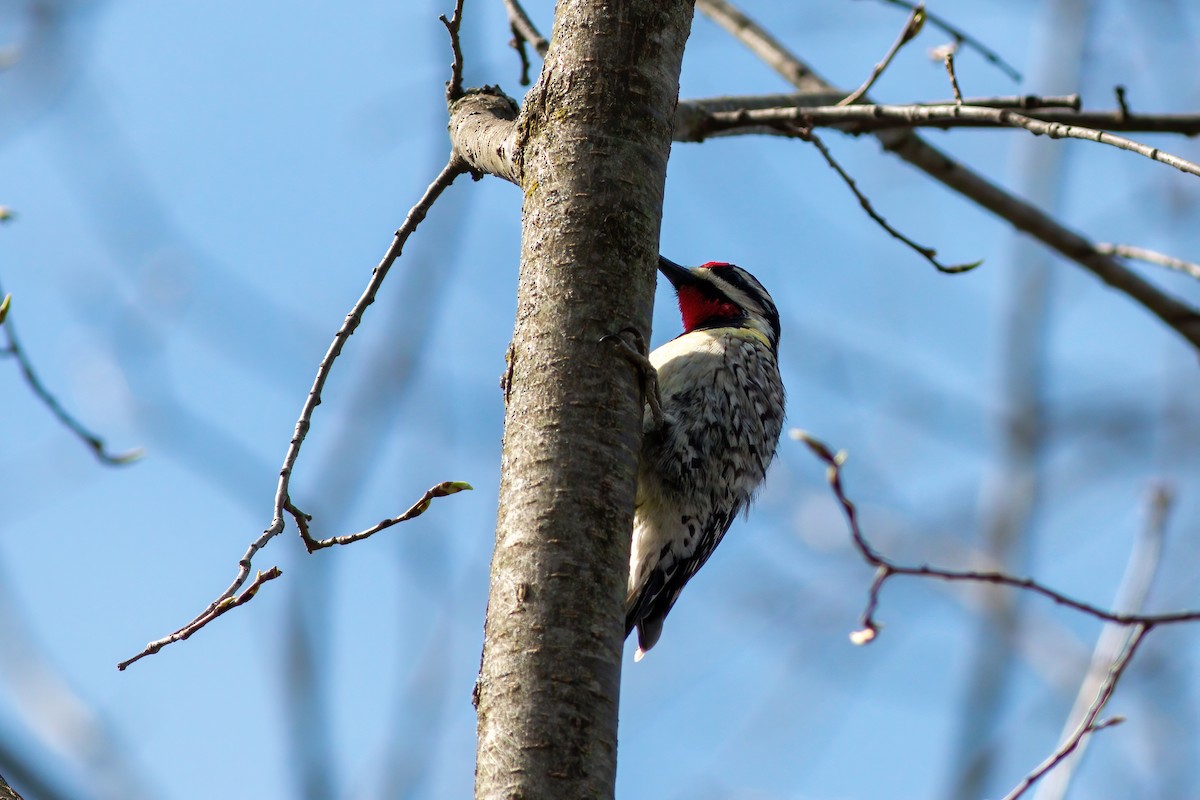 Yellow-bellied Sapsucker - ML617540376