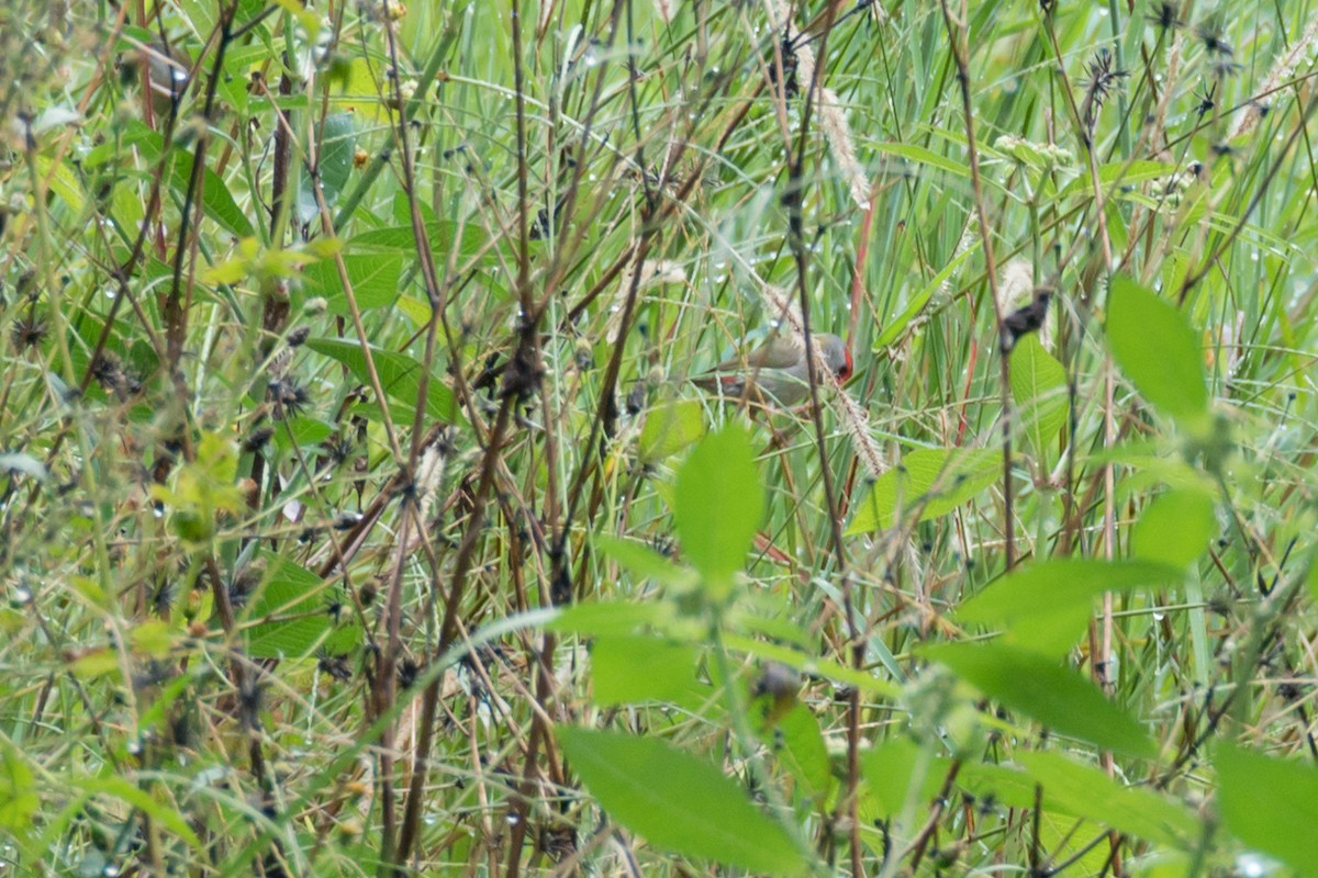 Red-browed Firetail - ML617540381