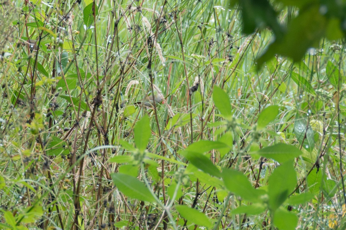 Red-browed Firetail - ML617540382