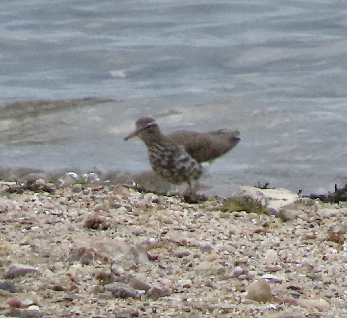 Spotted Sandpiper - George Chrisman