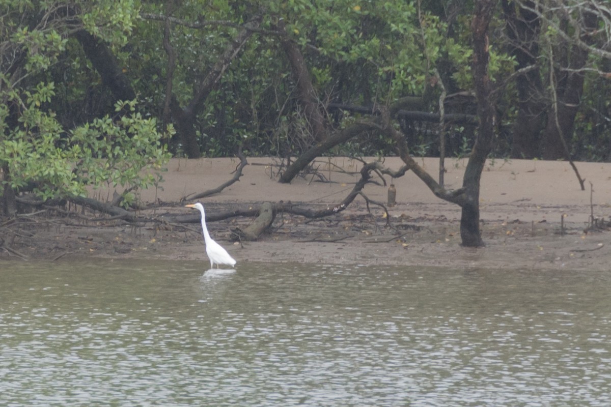 Great Egret - ML617540410