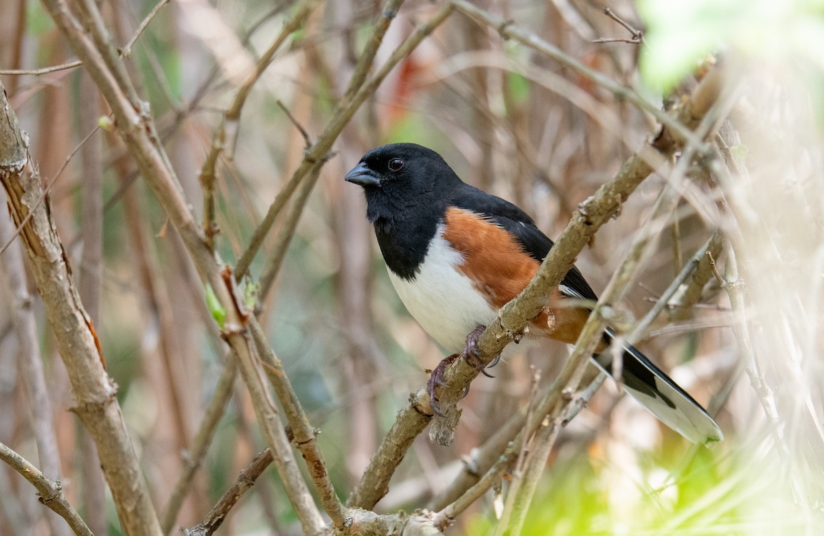 Eastern Towhee - ML617540415