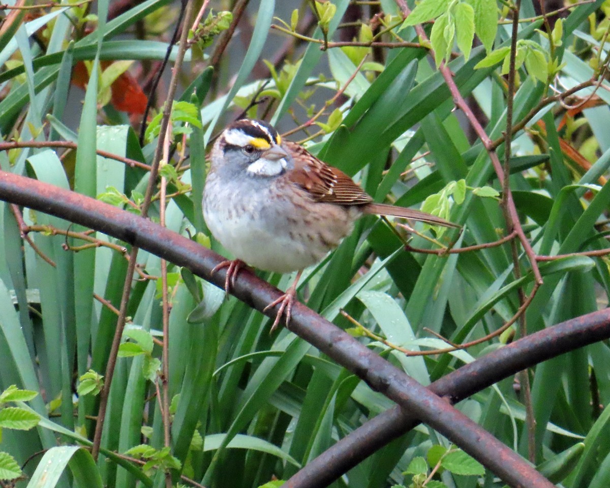 White-throated Sparrow - Andrea Evans