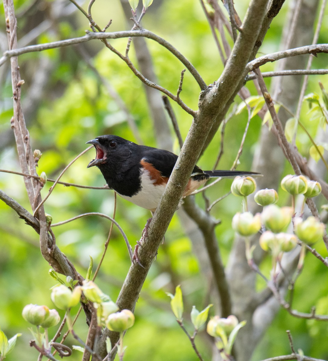 Eastern Towhee - ML617540454