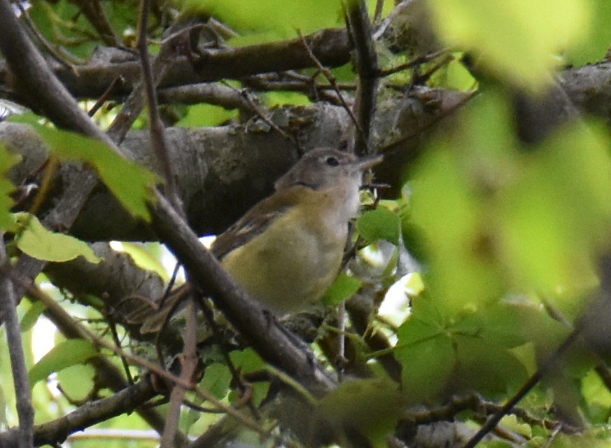 Bell's Vireo - ML617540455