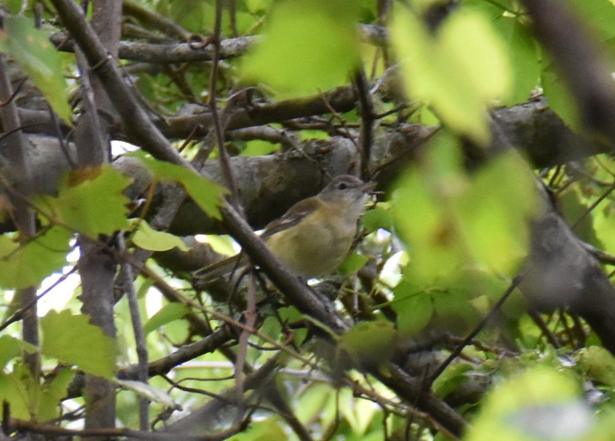 Bell's Vireo - Kevin Barnes