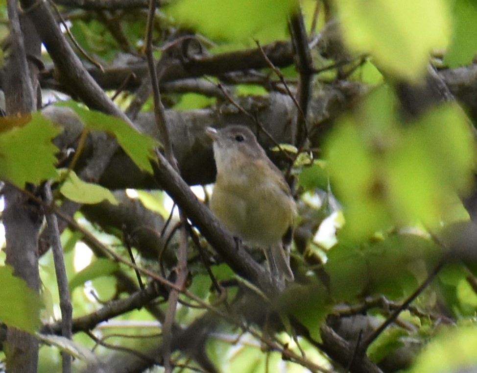 Bell's Vireo - Kevin Barnes