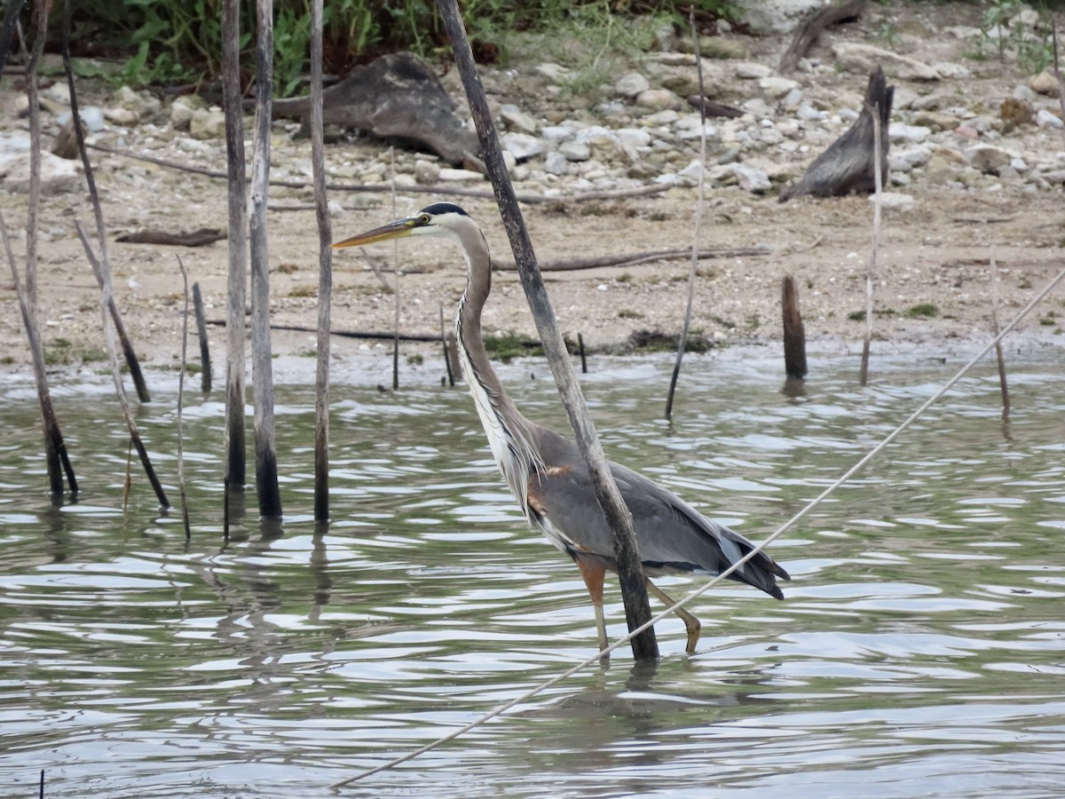 Great Blue Heron - ML617540470