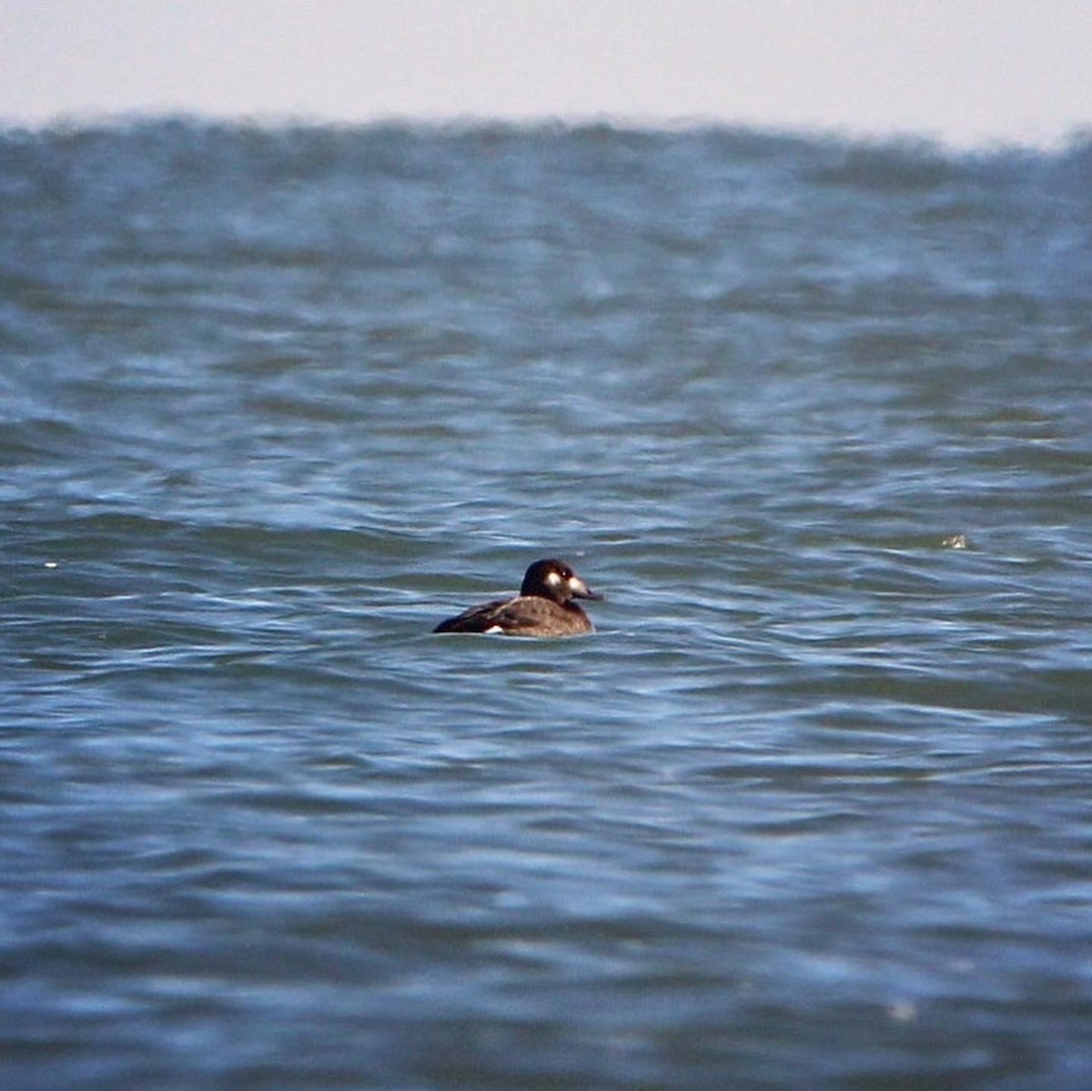 White-winged Scoter - ML617540485