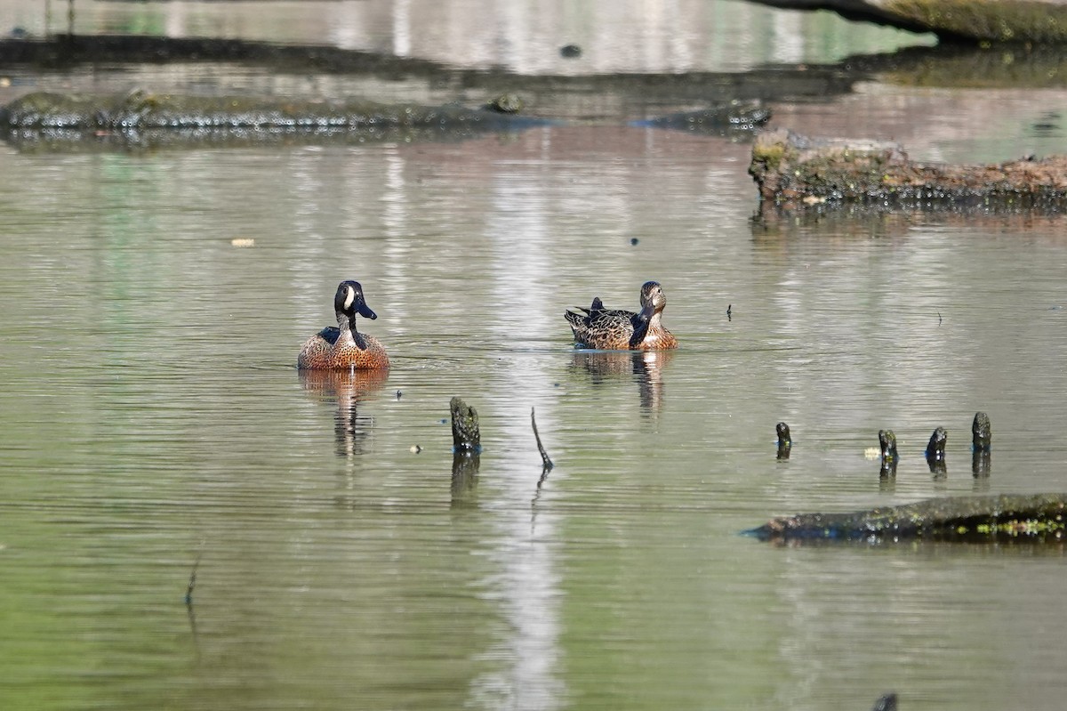Blue-winged Teal - ML617540497