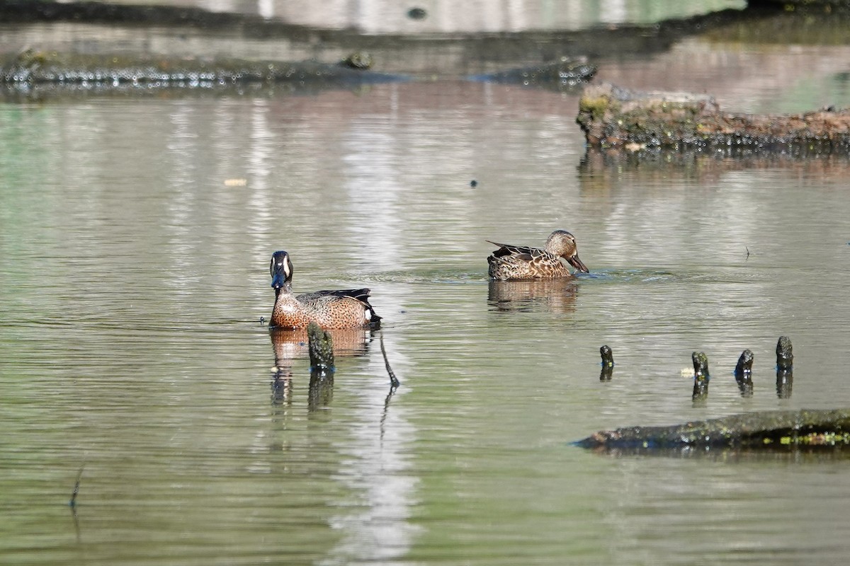 Blue-winged Teal - ML617540498