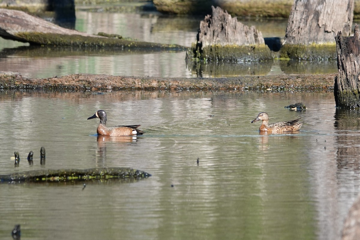 Blue-winged Teal - ML617540499