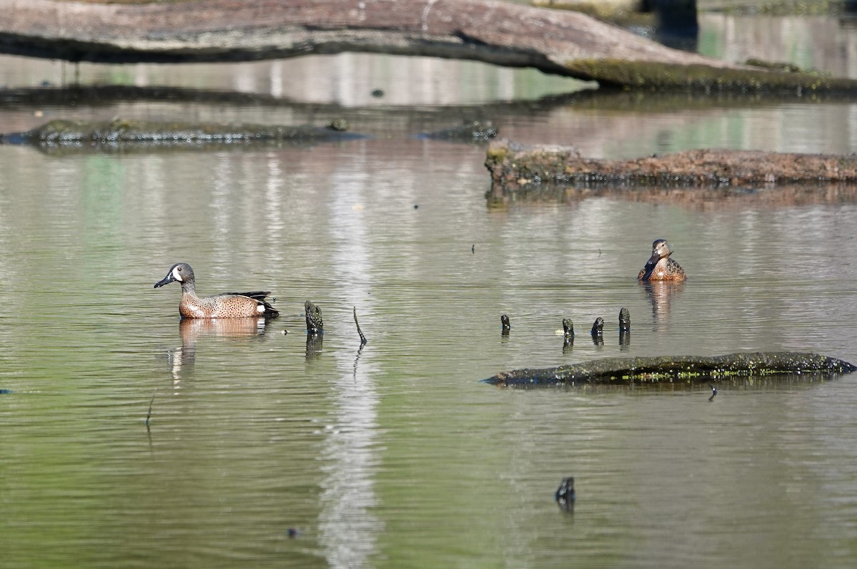 Blue-winged Teal - ML617540500