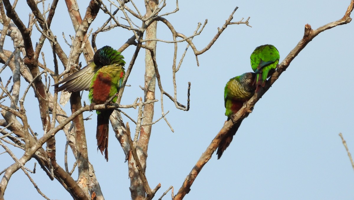 Conure versicolore - ML617540513