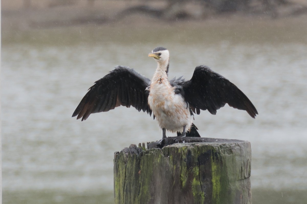 Little Pied Cormorant - ML617540550