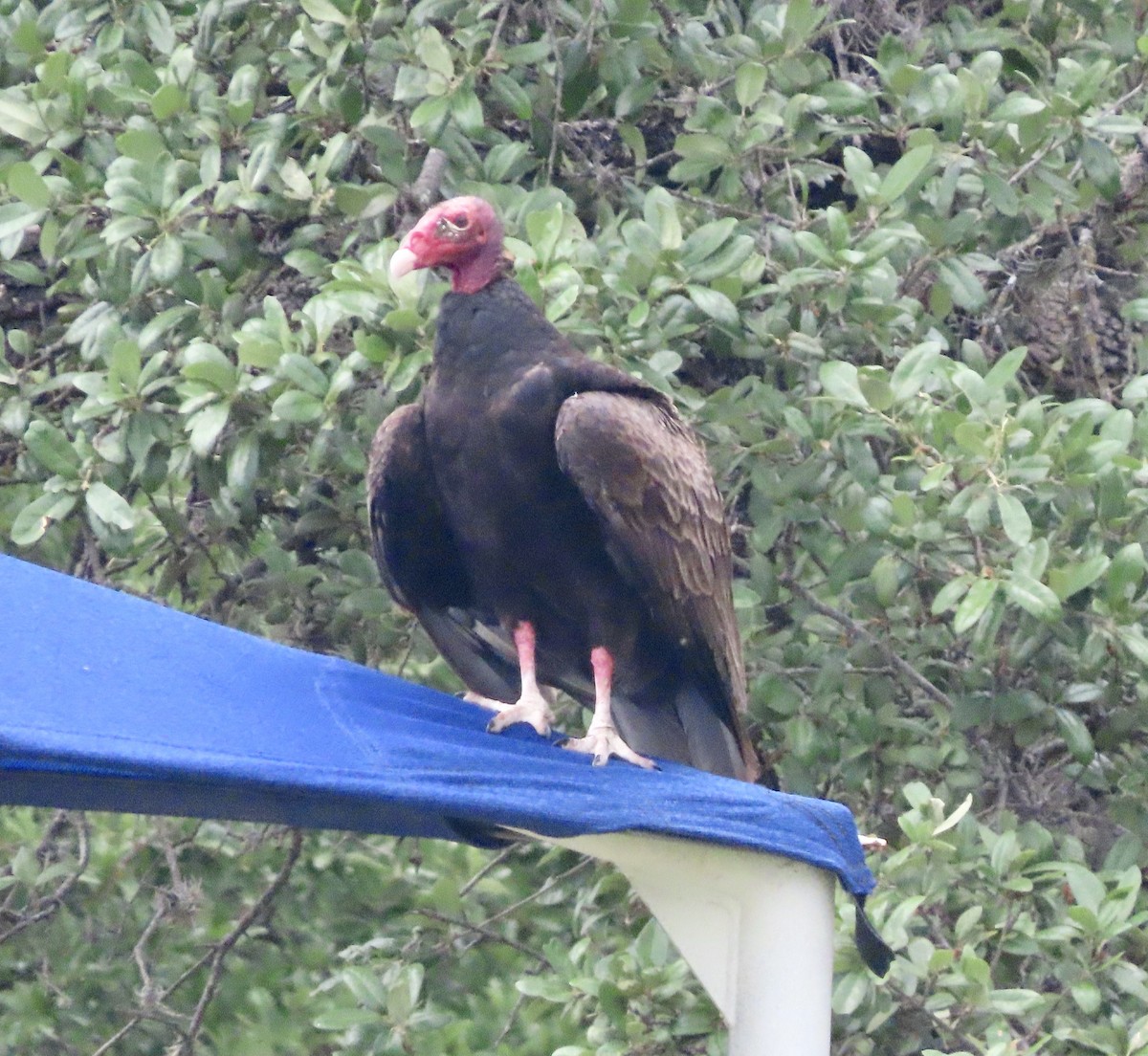 Turkey Vulture - ML617540556