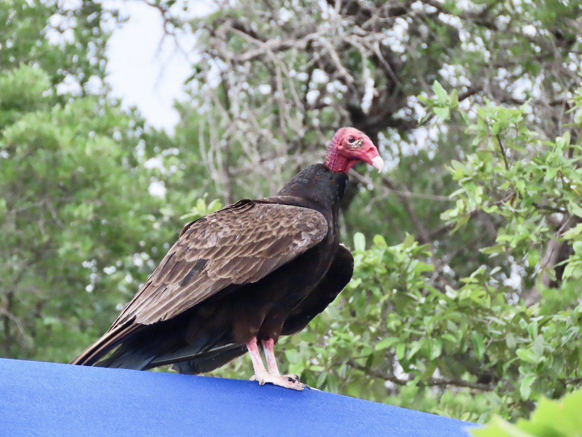 Turkey Vulture - ML617540558