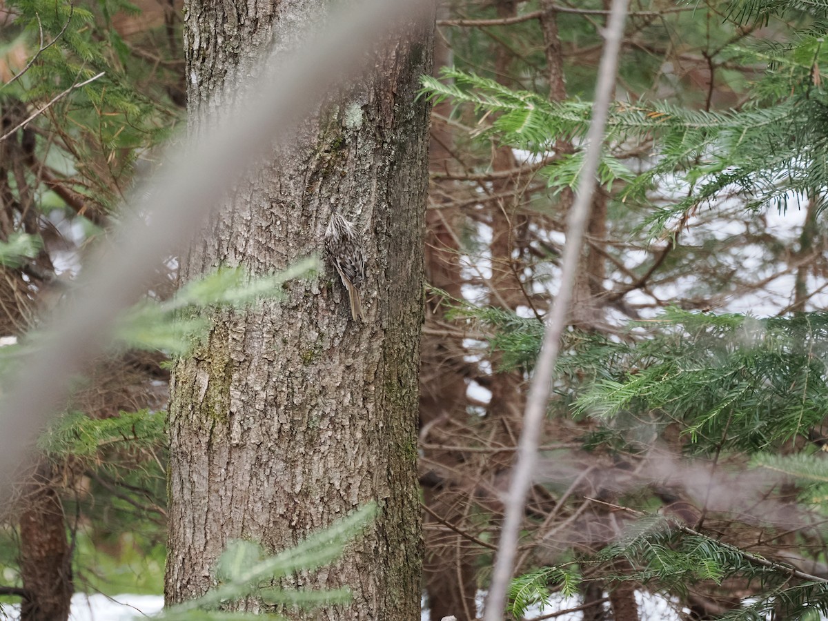 Brown Creeper - Maxime Brassard