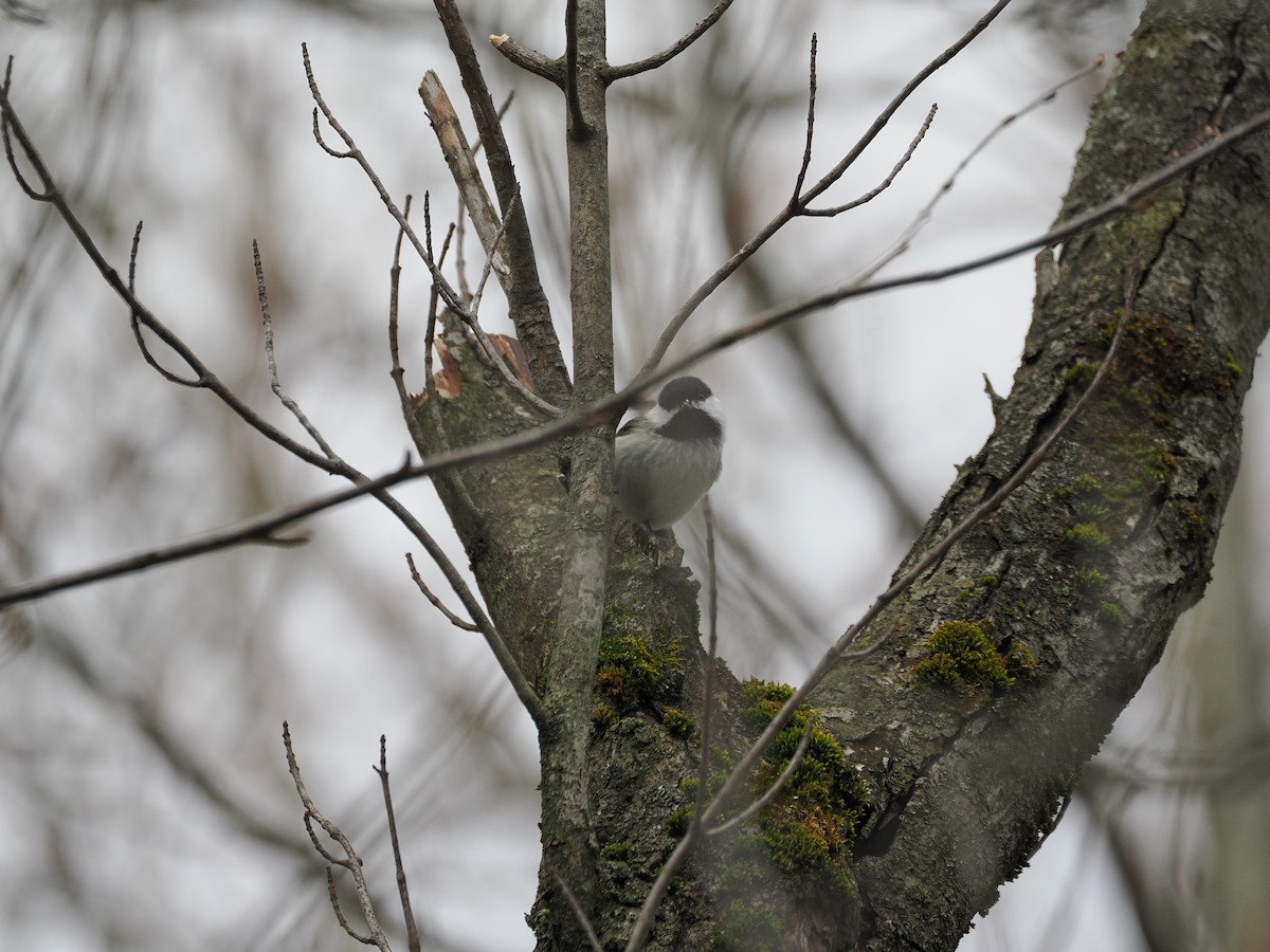 Black-capped Chickadee - ML617540572