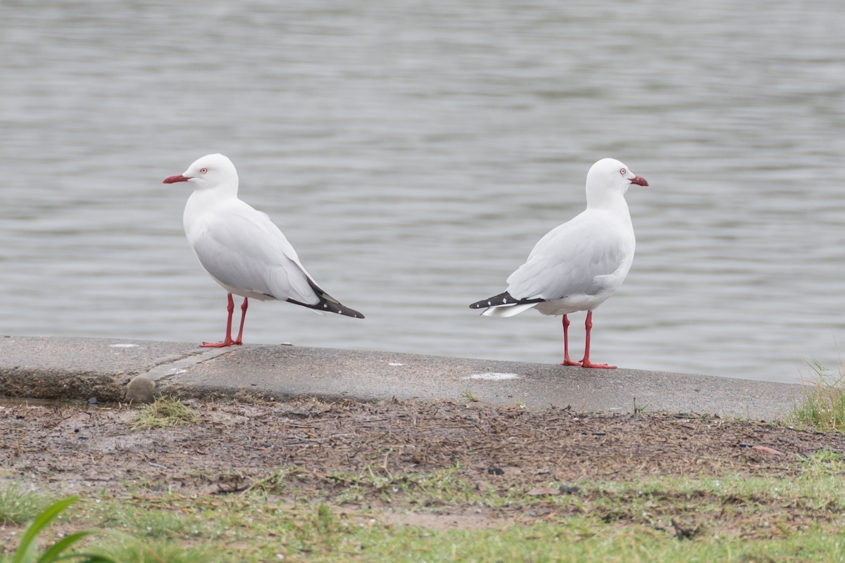 Silver Gull - ML617540599