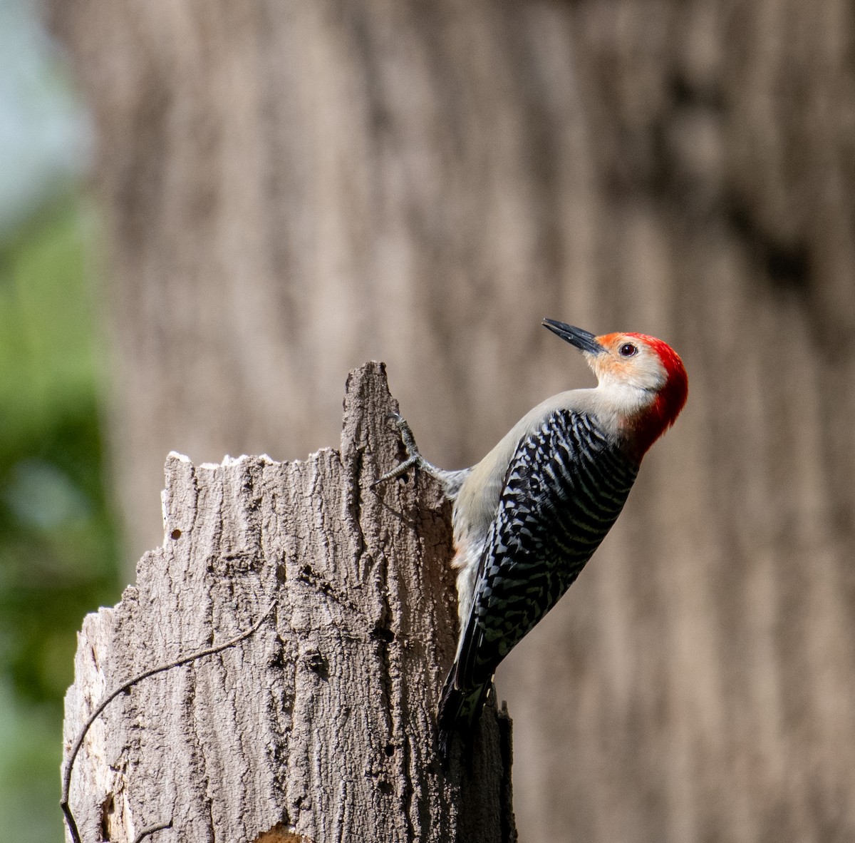 Red-bellied Woodpecker - ML617540612