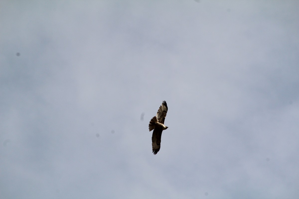 Red-tailed Hawk - ML617540670