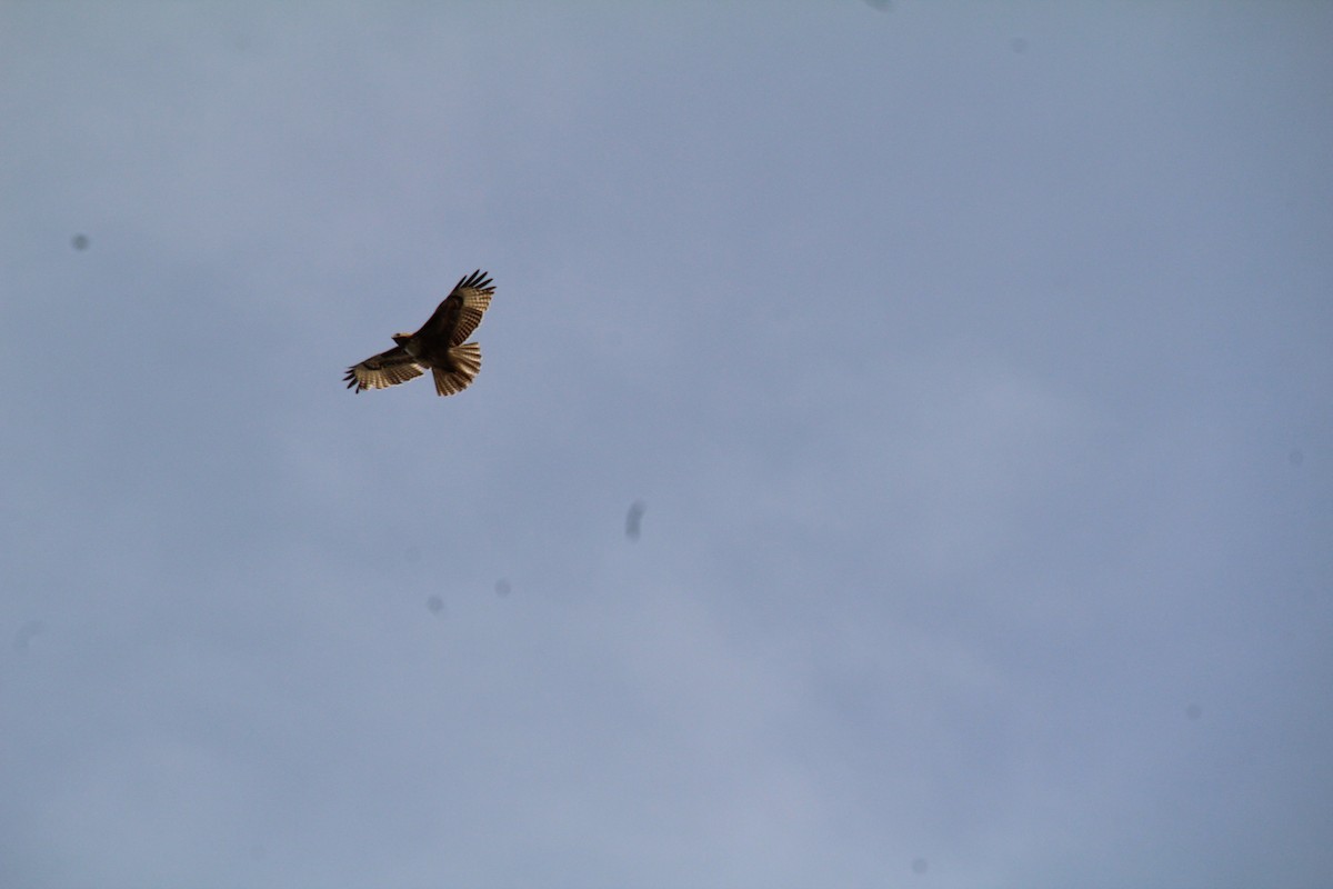 Red-tailed Hawk - ML617540672