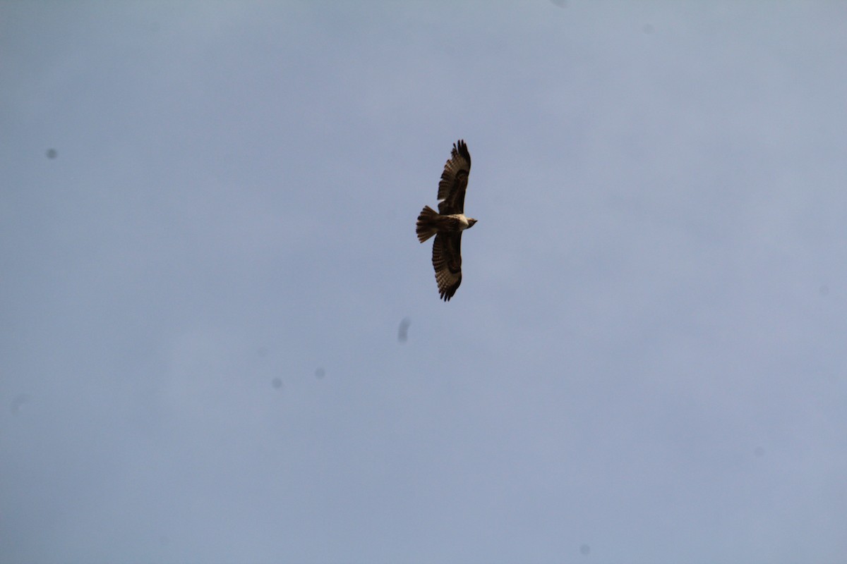 Red-tailed Hawk - ML617540673