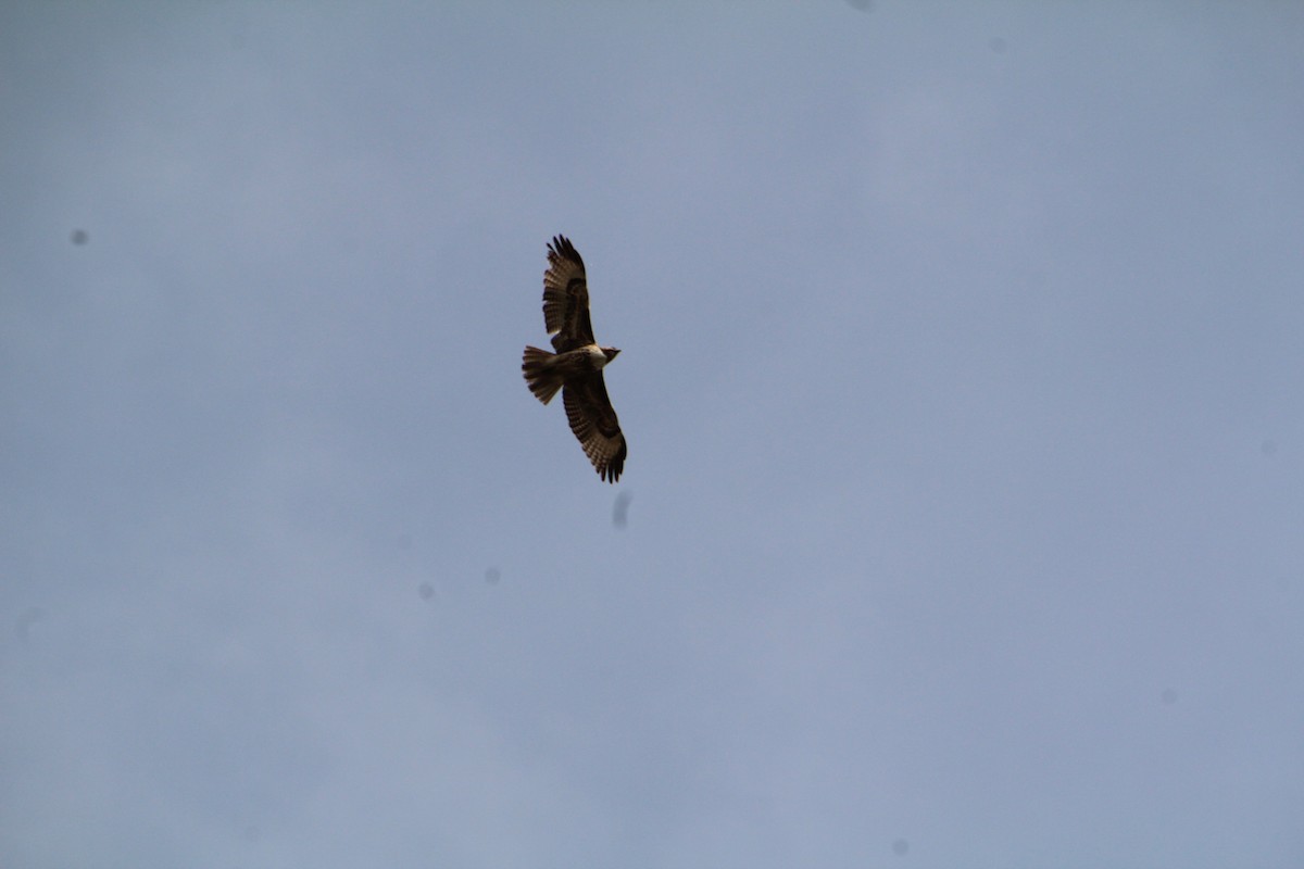 Red-tailed Hawk - ML617540675