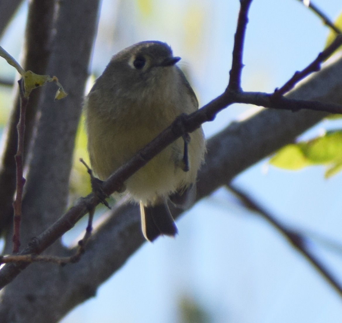 Ruby-crowned Kinglet - Richard Buist