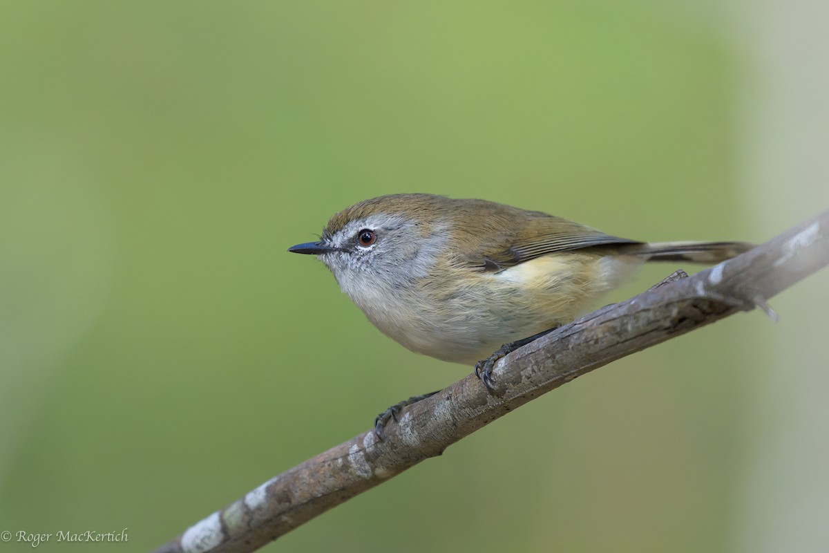 Brown Gerygone - ML617540690