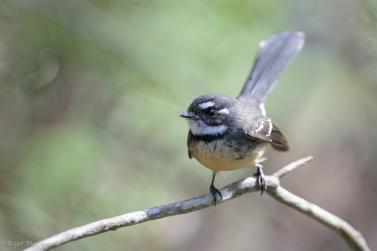 Gray Fantail - ML617540694