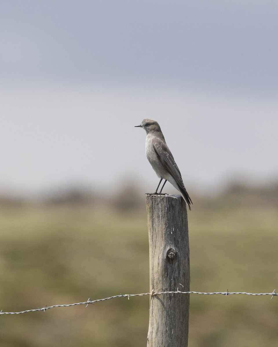 White-fronted Ground-Tyrant - ML617540700