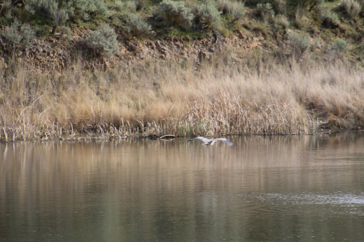 Great Blue Heron - ML617540744