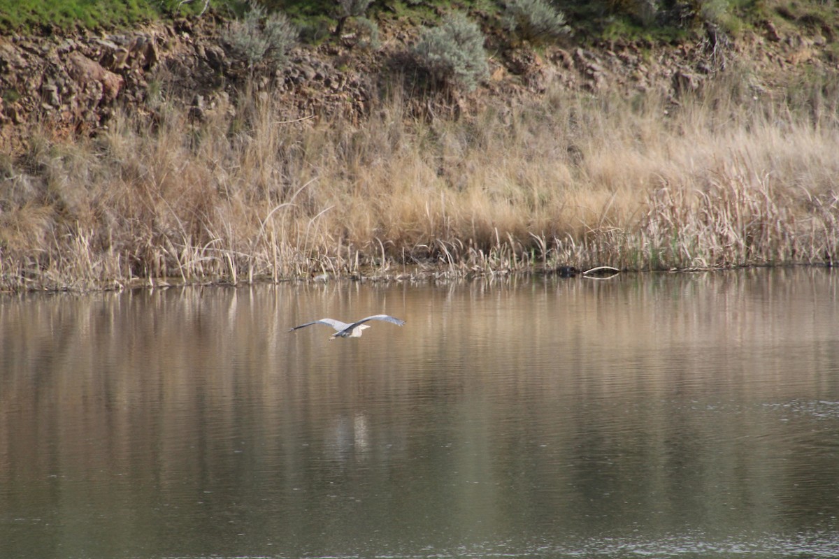 Great Blue Heron - ML617540745