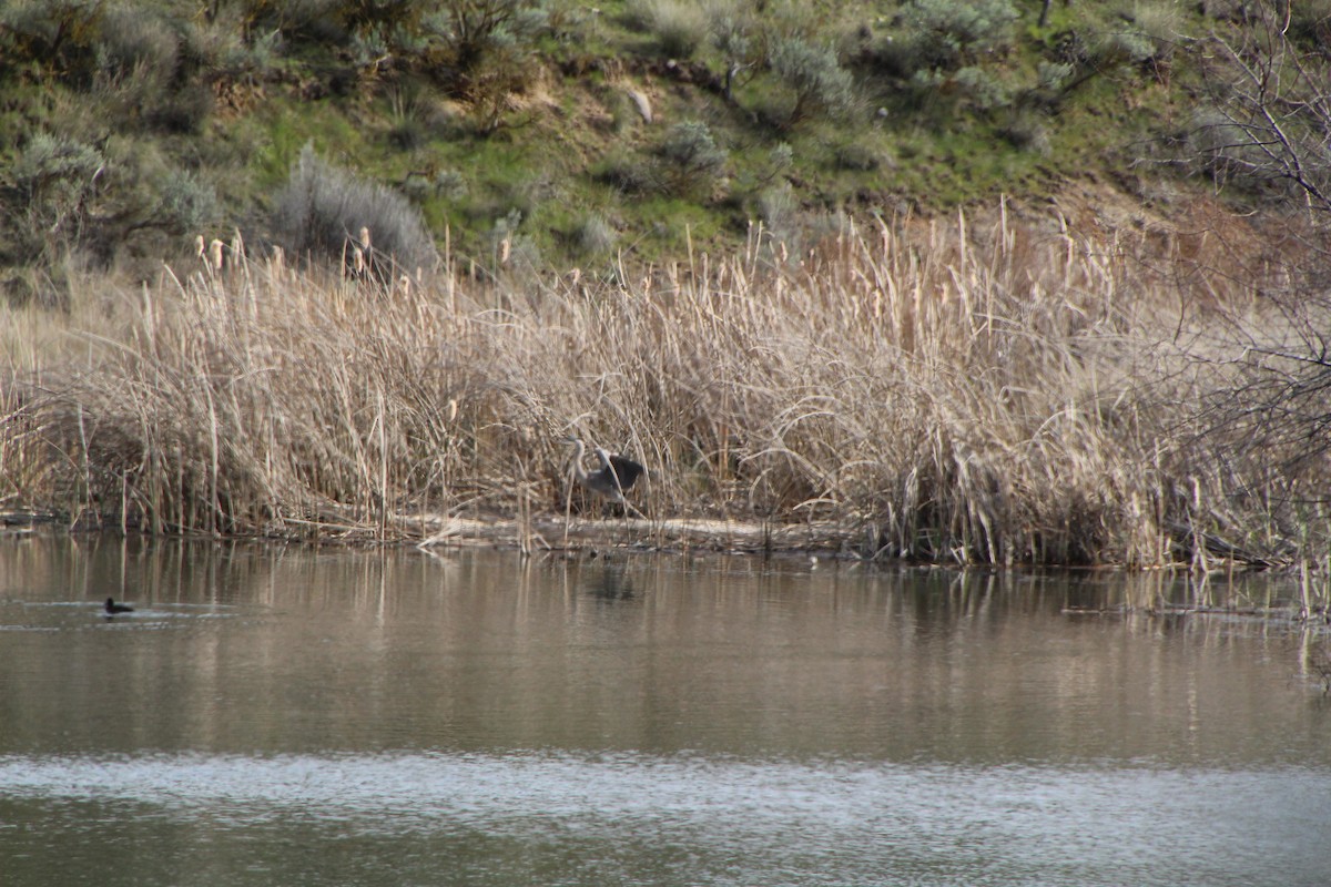 Great Blue Heron - ML617540747