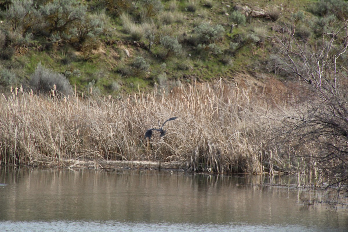 Great Blue Heron - ML617540748