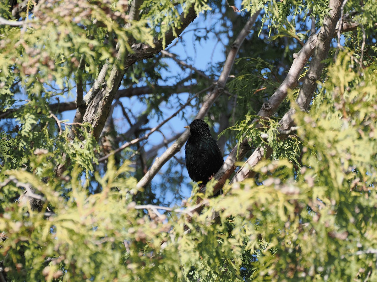 European Starling - ML617540754