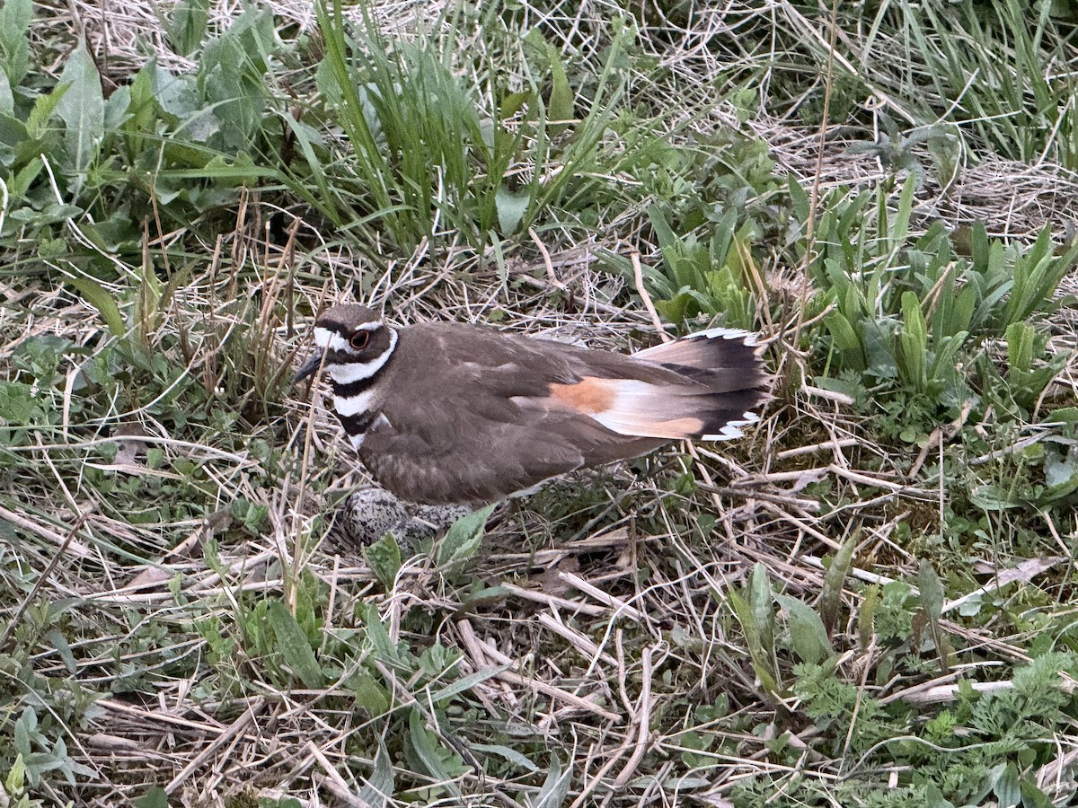 Killdeer - ML617540782