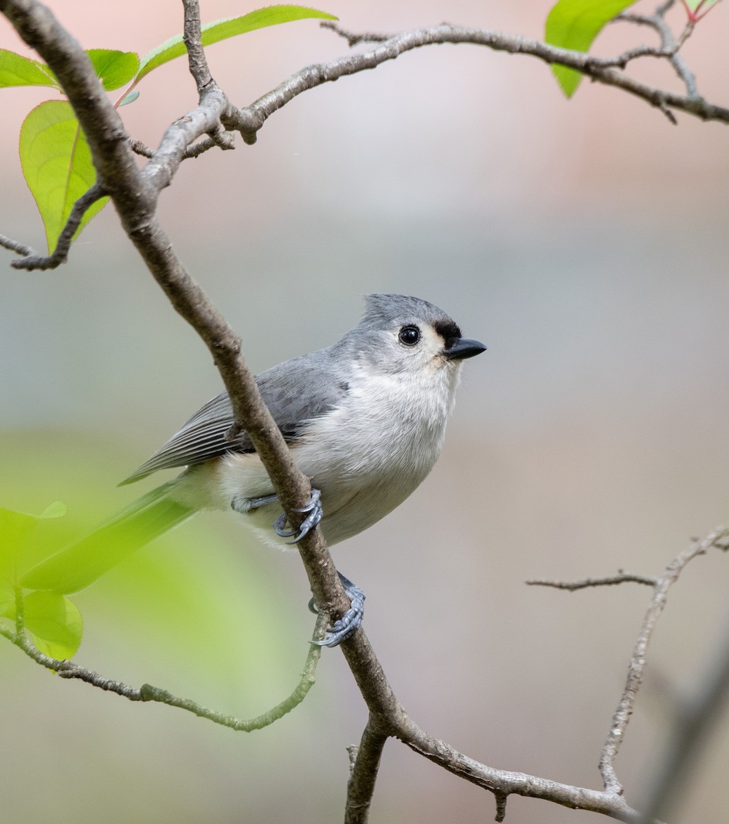 Tufted Titmouse - ML617540805